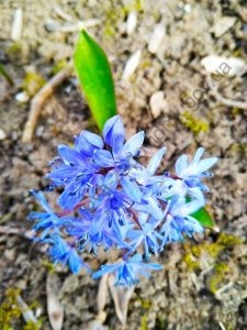FB_IMG_1615531161589