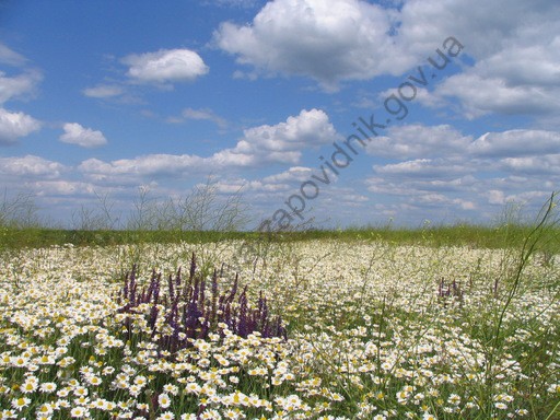 Ромашки