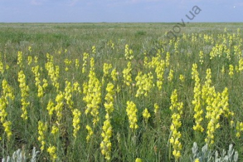 Дзвіночки