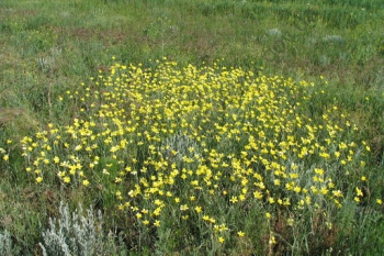 Лютий цвіт