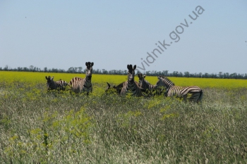 Смугаста сімейка